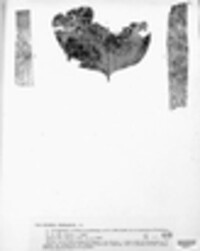 Stemphylium vesicarium image